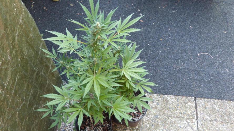 3in1 Outdoor Lemon Cherry Cookies Auto. Week 11 - 25.07.2026