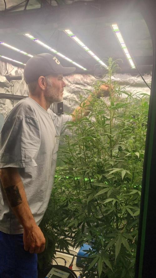 NEW Mango Cherry Runtz Automatic RDWC. Week 8 - 18.07.2026