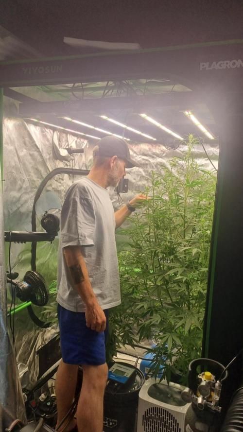NEW Mango Cherry Runtz Automatic RDWC. Week 8 - 18.07.2026