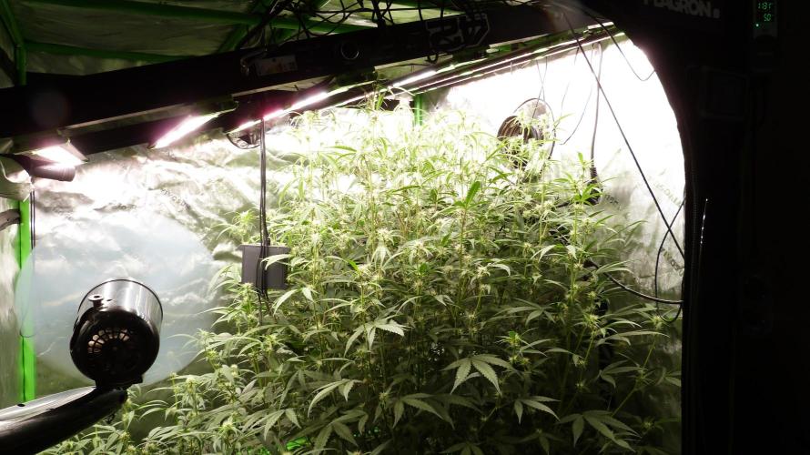 NEW Mango Cherry Runtz Automatic RDWC. Week 9 - 25.07.2026