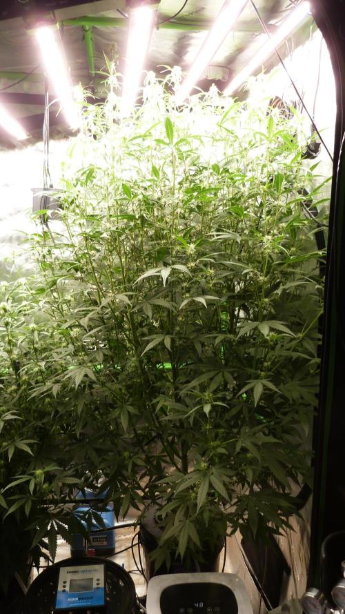 NEW Mango Cherry Runtz Automatic RDWC. Week 9 - 25.07.2026