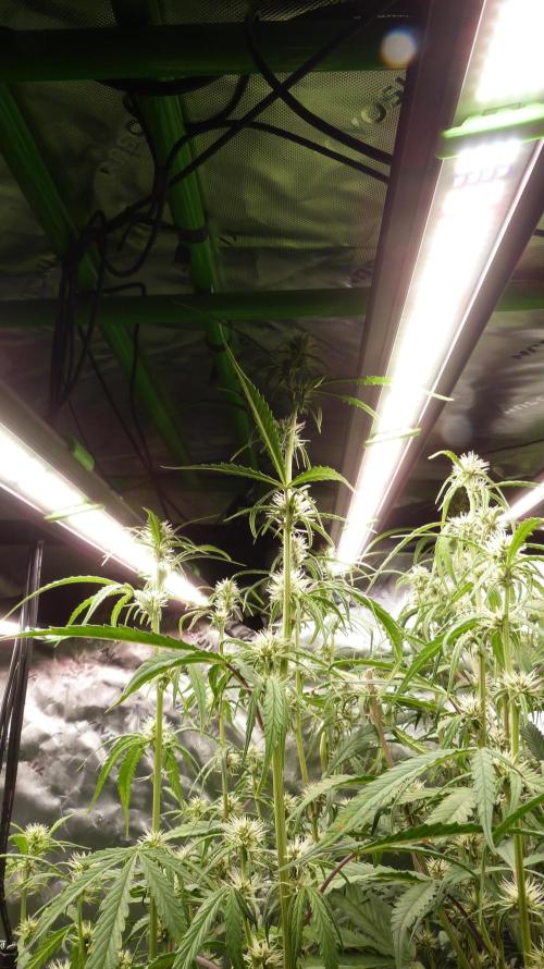 NEW Mango Cherry Runtz Automatic RDWC. Week 9 - 25.07.2026