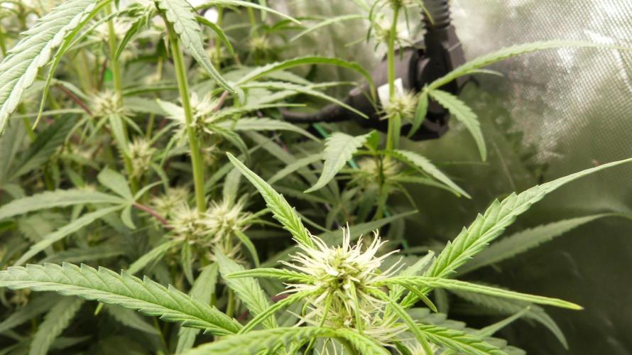 NEW Mango Cherry Runtz Automatic RDWC. Week 9 - 25.07.2026