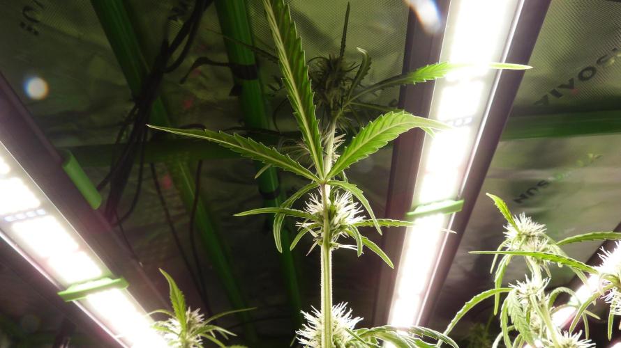 NEW Mango Cherry Runtz Automatic RDWC. Week 9 - 25.07.2026