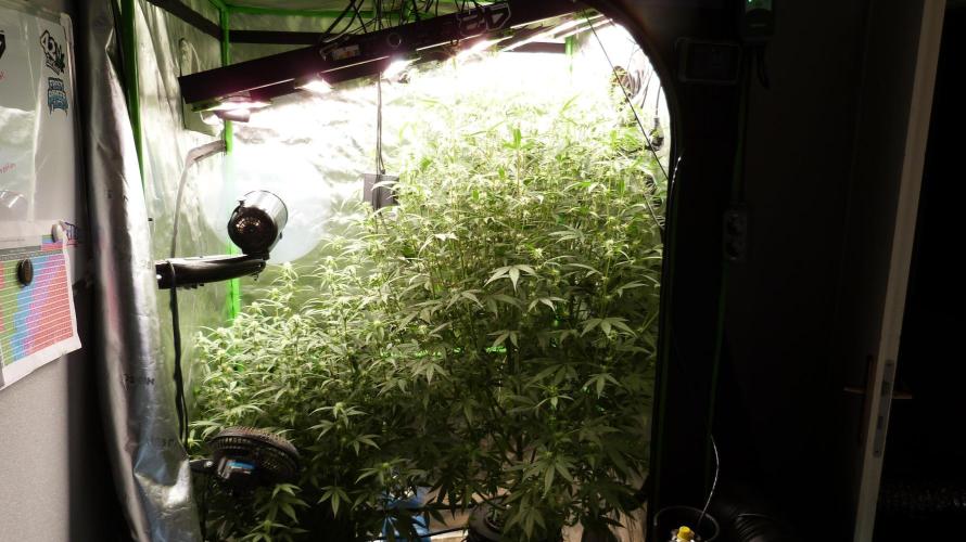 NEW Mango Cherry Runtz Automatic RDWC. Week 9 - 25.07.2026