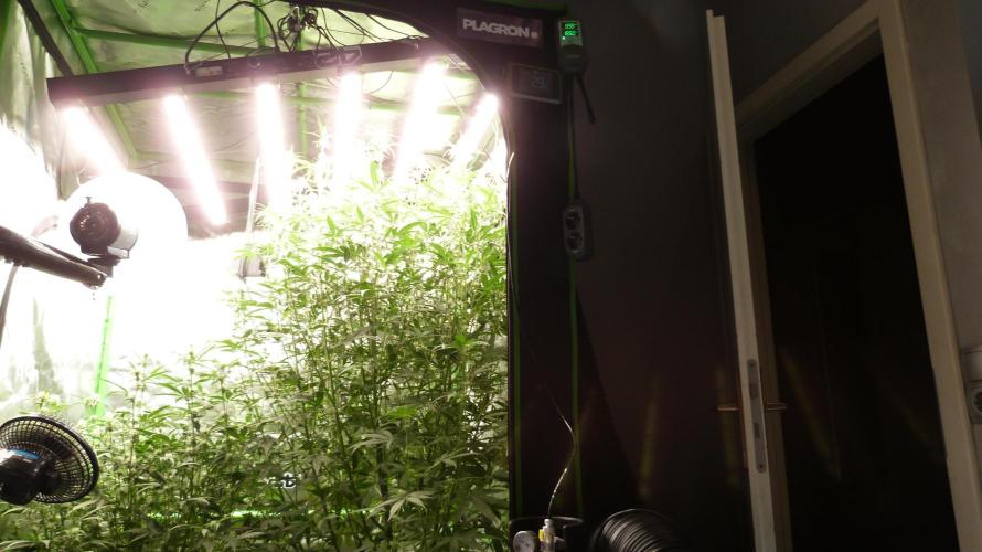 NEW Mango Cherry Runtz Automatic RDWC. Week 9 - 25.07.2026