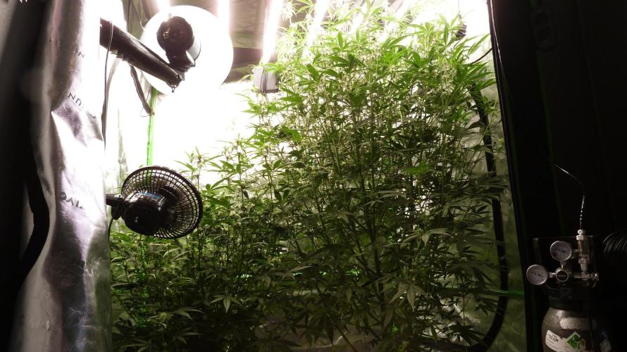 NEW Mango Cherry Runtz Automatic RDWC. Week 9 - 25.07.2026