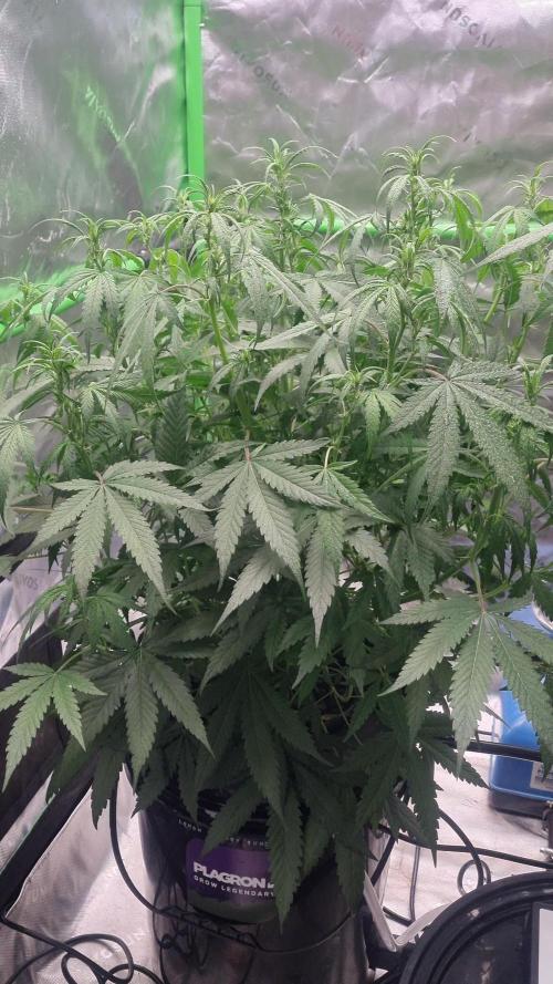 NEW Lemon Cherry Sundae RDWC