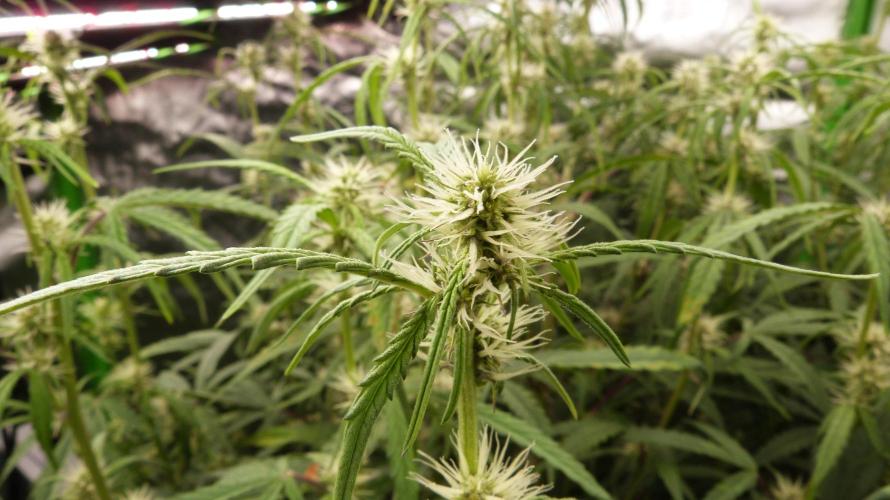 NEW Lemon Cherry Sundae RDWC. Week 9
