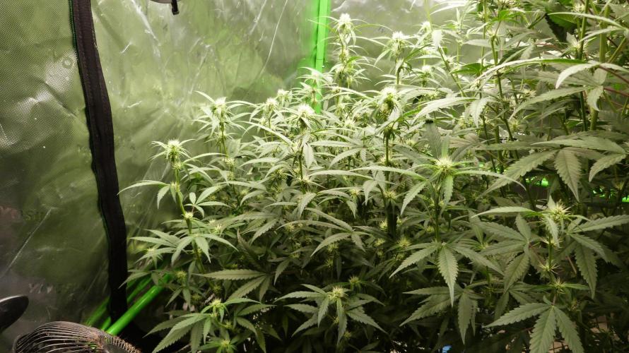 NEW Lemon Cherry Sundae RDWC. Week 9