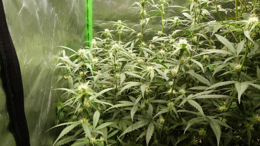 NEW Lemon Cherry Sundae RDWC. Week 9