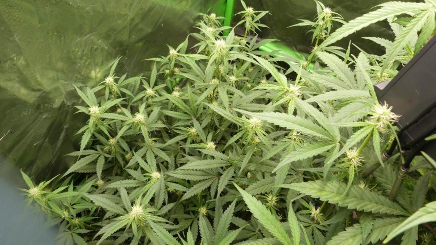 Grow Tent S448 48x48x80. Week 9