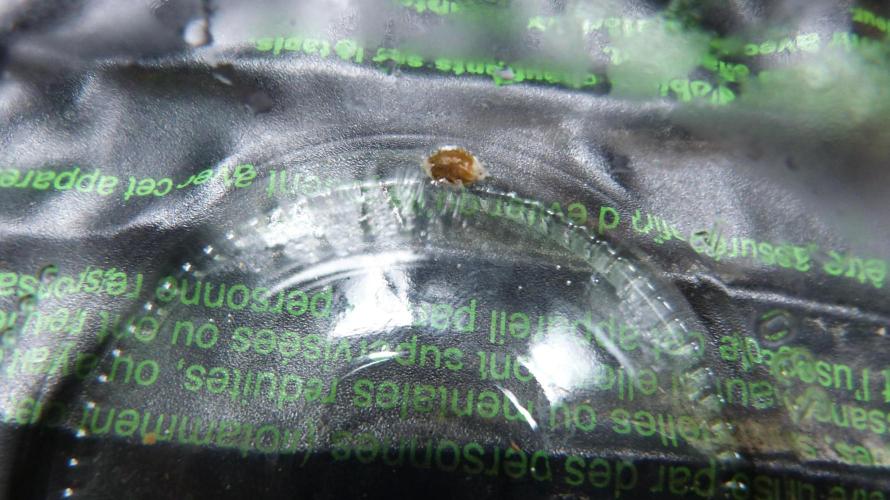 !FastBuds FBA unpublished TESTER GROW!. Week 0 - 25.07.2026