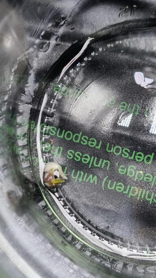 !FastBuds FBA unpublished TESTER GROW!. Week 0 - 26.07.2026
Nr. 3 
10 Hrs later
FBA2603