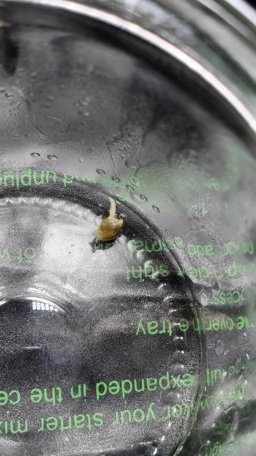 !FastBuds FBA unpublished TESTER GROW!. Week 0 - 26.07.2026
Nr. 5 
10 Hrs later
FBA2605