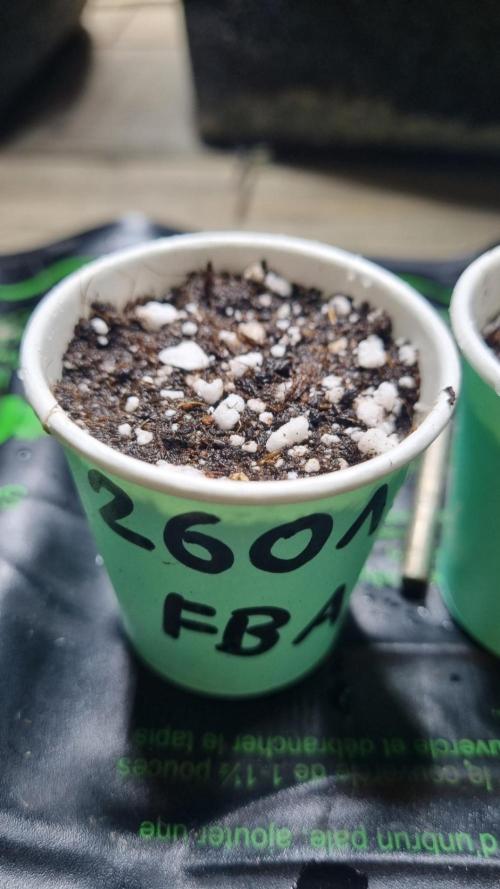 !FastBuds FBA unpublished TESTER GROW!. Week 1 - 26.07.2026
FBA2601
