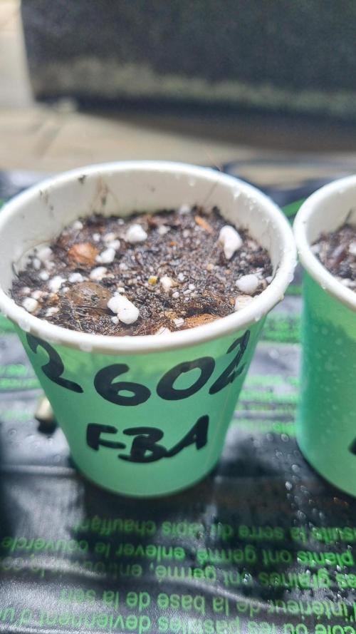 !FastBuds FBA unpublished TESTER GROW!. Week 1 - 26.07.2026
FBA2602
