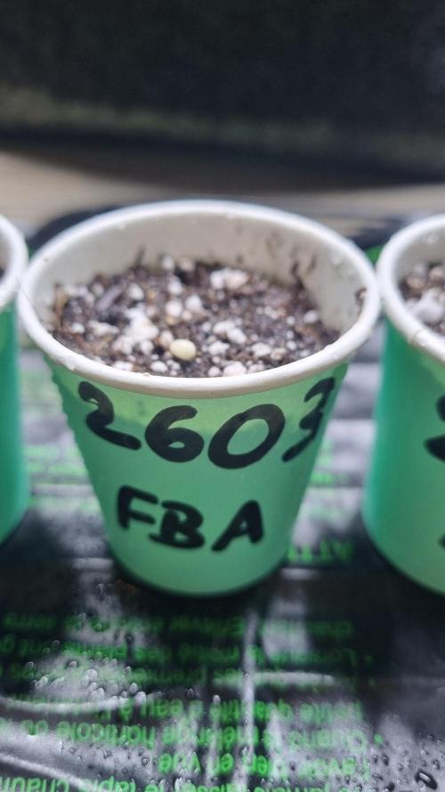 !FastBuds FBA unpublished TESTER GROW!. Week 1 - 26.07.2026
FBA2603