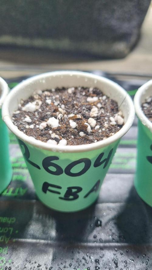 !FastBuds FBA unpublished TESTER GROW!. Week 1 - 26.07.2026
FBA2604