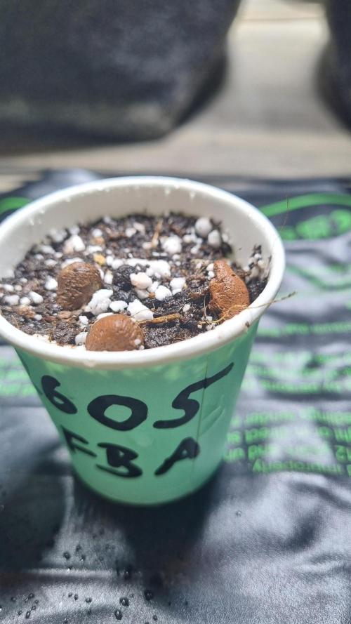 !FastBuds FBA unpublished TESTER GROW!. Week 1 - 26.07.2026
FBA2605