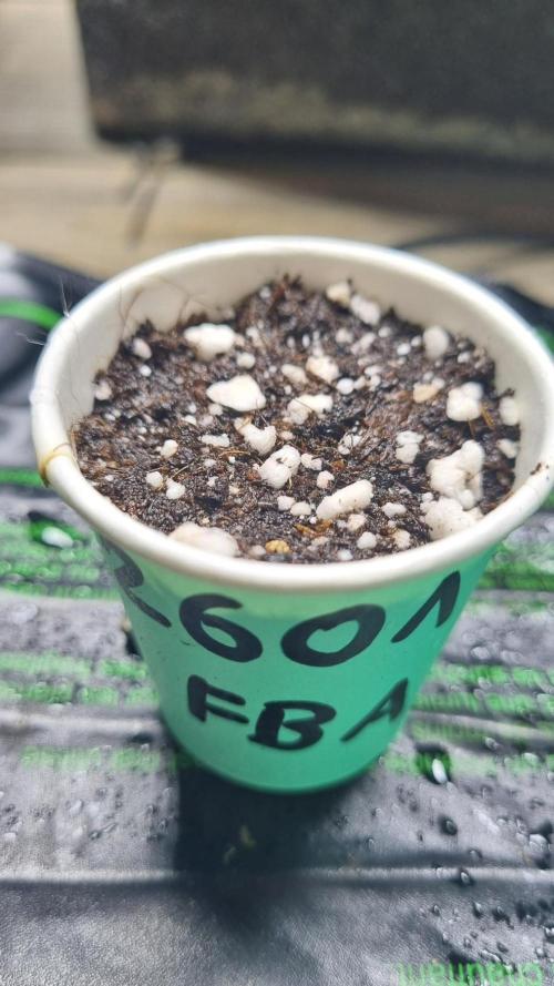 !FastBuds FBA unpublished TESTER GROW!. Week 1 - 27.07.26
FBA2601