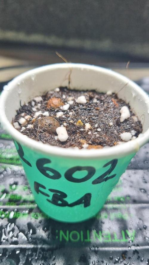 !FastBuds FBA unpublished TESTER GROW!. Week 1 - 27.07.26
FBA2602