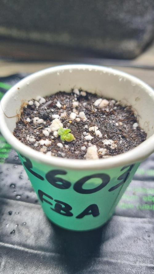 !FastBuds FBA unpublished TESTER GROW!. Week 1 - 27.07.26
FBA2603