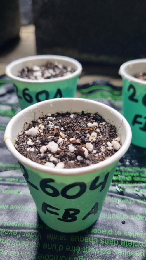 !FastBuds FBA unpublished TESTER GROW!. Week 1 - 27.07.26
FBA2604
