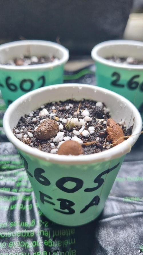 !FastBuds FBA unpublished TESTER GROW!. Week 1 - 27.07.26
FBA2605