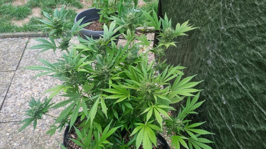 3in1 OUTDOOR Apricot Automatic FastBuds. Week 12