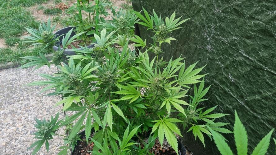3in1 OUTDOOR Apricot Automatic FastBuds. Week 12