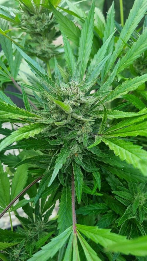 3in1 OUTDOOR Apricot Automatic FastBuds. Week 12