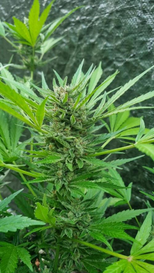 3in1 OUTDOOR Apricot Automatic FastBuds. Week 12