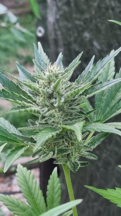 3in1 OUTDOOR Apricot Automatic FastBuds. Week 12