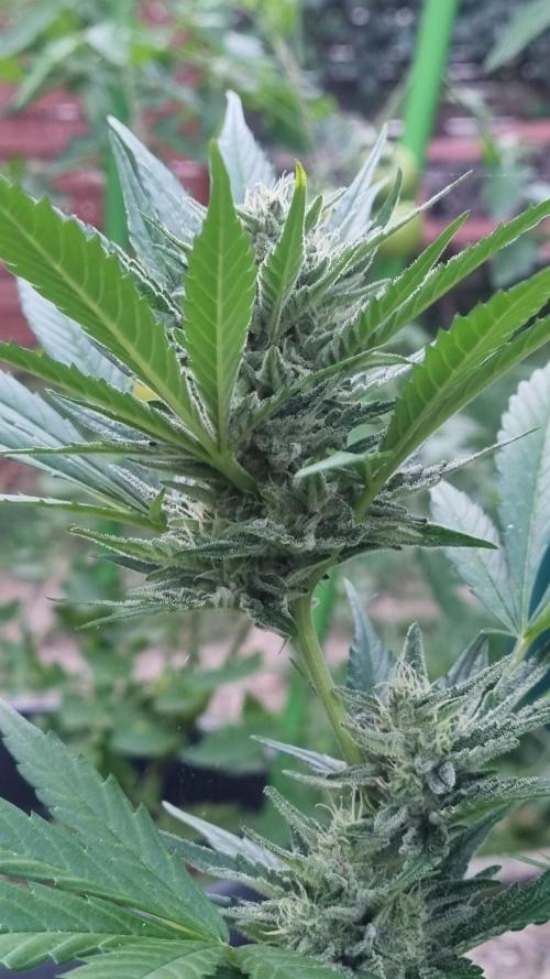 3in1 OUTDOOR Apricot Automatic FastBuds. Week 12