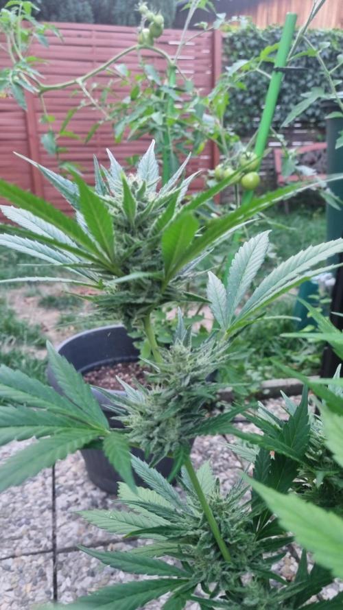 3in1 OUTDOOR Apricot Automatic FastBuds. Week 12
