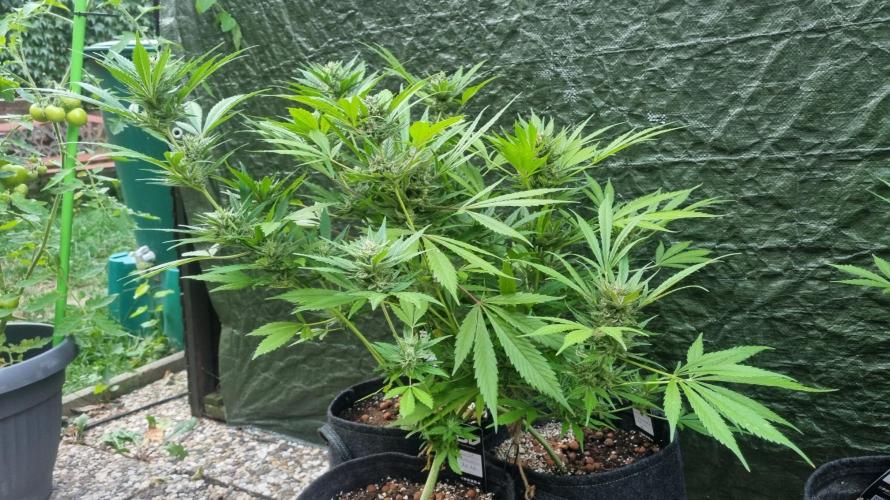 3in1 OUTDOOR Apricot Automatic FastBuds. Week 12