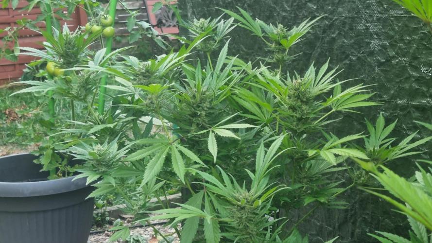 Apricot Auto. Week 12