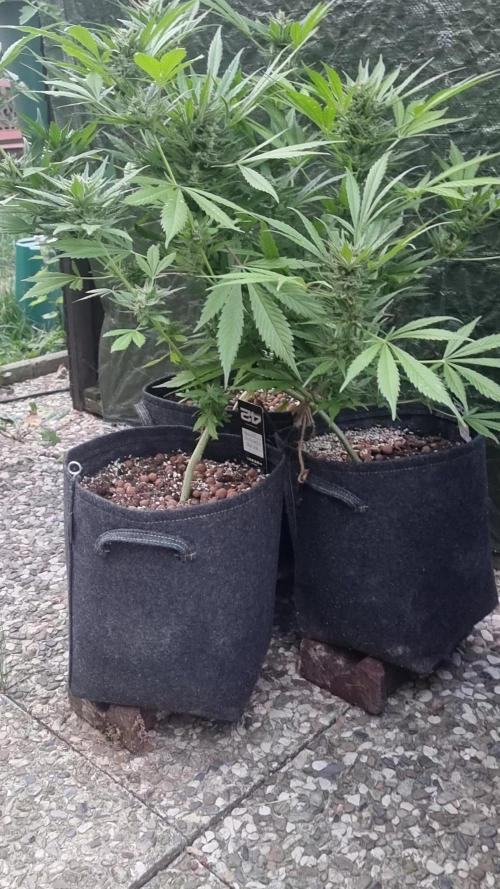 3in1 OUTDOOR Apricot Automatic FastBuds