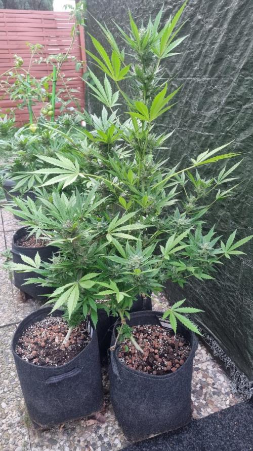3in1 Outdoor Lemon Cherry Cookies Auto. Week 12