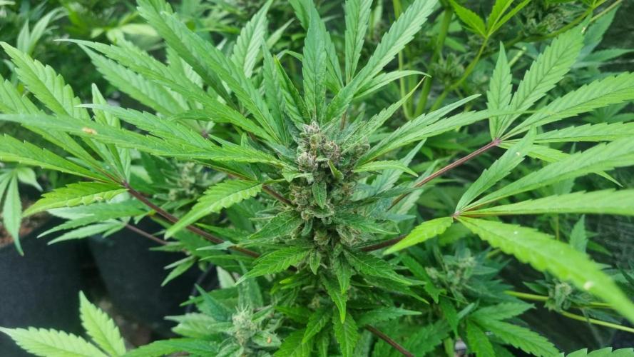 3in1 Outdoor Lemon Cherry Cookies Auto. Week 12