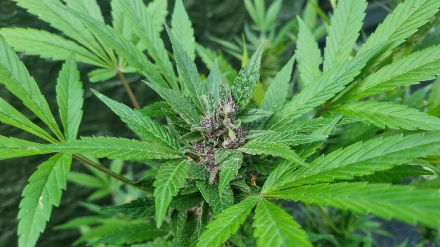 3in1 Outdoor Lemon Cherry Cookies Auto. Week 12