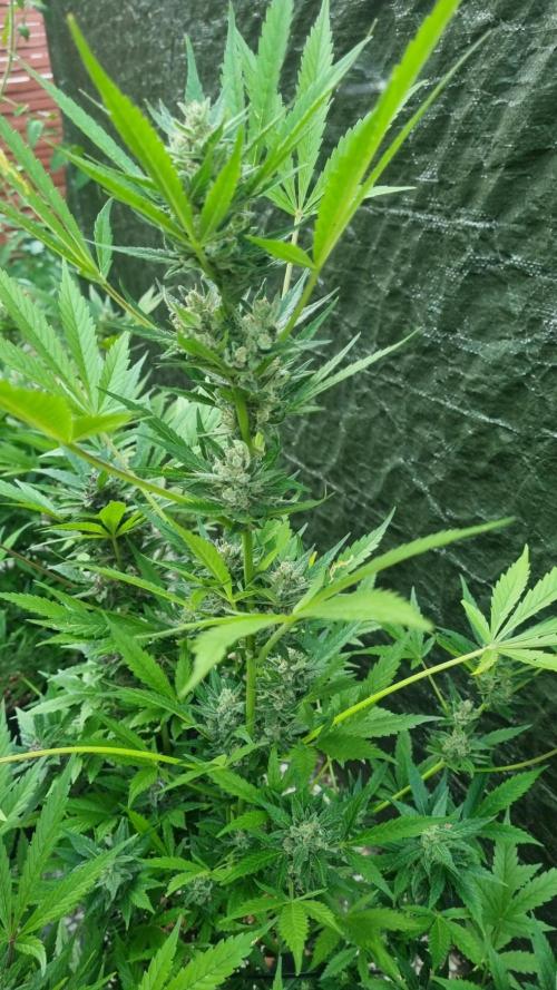 3in1 Outdoor Lemon Cherry Cookies Auto. Week 12