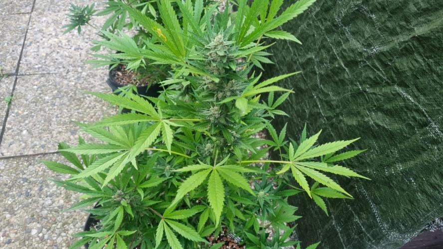 3in1 Outdoor Lemon Cherry Cookies Auto. Week 12