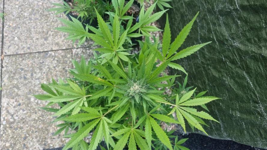 Lemon Cherry Cookies Auto. Week 12