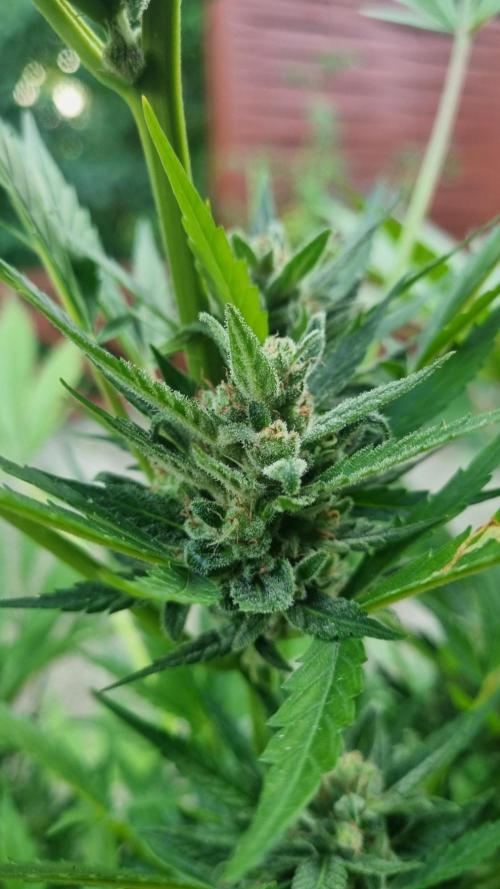 3in1 Outdoor Lemon Cherry Cookies Auto. Week 12
