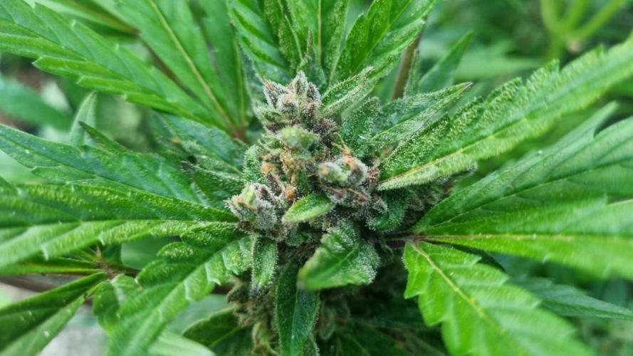 3in1 Outdoor Lemon Cherry Cookies Auto. Week 12