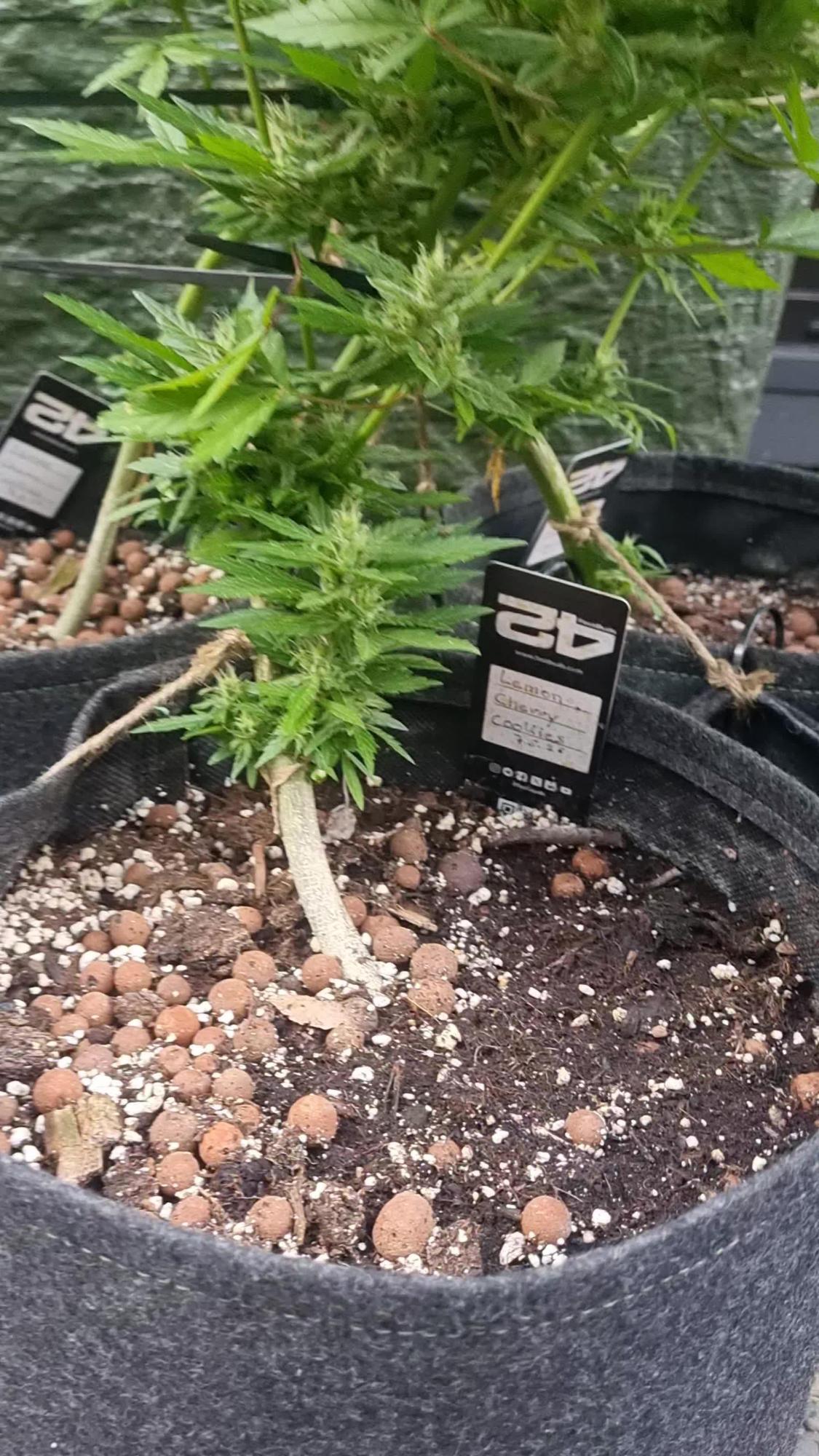 3in1 Outdoor Lemon Cherry Cookies Auto by MrWeeedWorld -