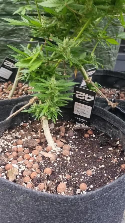 3in1 Outdoor Lemon Cherry Cookies Auto