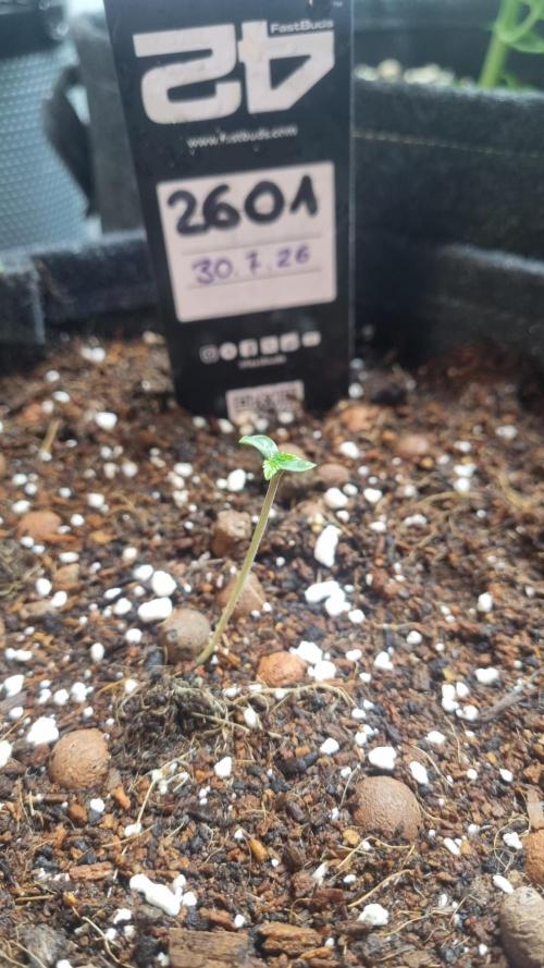 !FastBuds FBA unpublished TESTER GROW!. Week 2 - FBA2601
03.08.2026